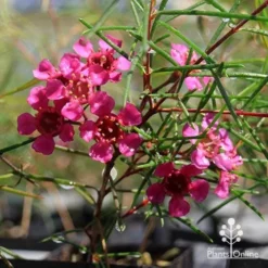 Chamelaucium Free Spirit - Waxflower -Foliage Flair Shop apo free spirit magenta