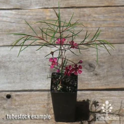 Chamelaucium Free Spirit - Waxflower -Foliage Flair Shop apo free spirit waxflower tubestock