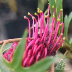 Grevillea Gaudichaudii -Foliage Flair Shop apo gaudichaudi grevillea closeup