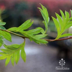 Grevillea Gaudichaudii -Foliage Flair Shop apo gaudichaudi grevillea foliage