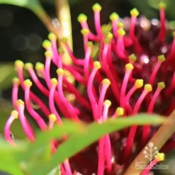 Grevillea Gaudichaudii -Foliage Flair Shop apo gaudichaudi stamens