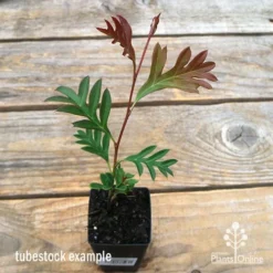 Grevillea Gaudichaudii -Foliage Flair Shop apo gaudichaudi tubestock nt