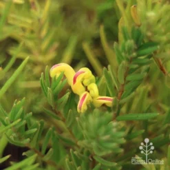 Grevillea Gold Rush -Foliage Flair Shop apo gold rush flower and foliage