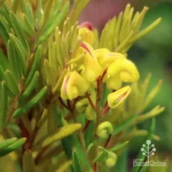 Grevillea Gold Rush -Foliage Flair Shop apo gold rush grevillea flower