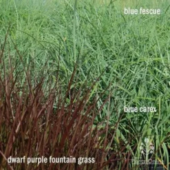 Pennisetum - Dwarf Purple Fountain Grass 13 Pennisetum - Dwarf Purple Fountain Grass -Foliage Flair Shop apo grasses ptl