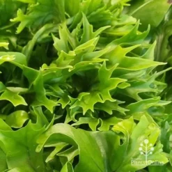 Microsorum Green Flame Fern -Foliage Flair Shop apo green flame fern leaftips
