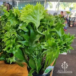 Microsorum Green Flame Fern -Foliage Flair Shop apo green flame microsorum