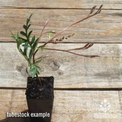 Grevillea Amazing Grace -Foliage Flair Shop apo grevillea amazing grace tubestock top
