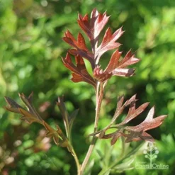 Grevillea Carpet Layer 17 Grevillea Carpet Layer -Foliage Flair Shop apo grevillea carpet layer new leaf colour