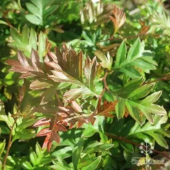 Grevillea Gaudichaudii -Foliage Flair Shop apo grevillea gaudichaudi foliage