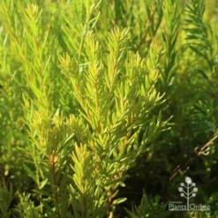 Grevillea Gold Rush -Foliage Flair Shop apo grevillea gold rush foliage