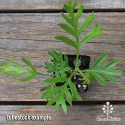 Grevillea Lemon Baby 7 Grevillea Lemon Baby -Foliage Flair Shop apo grevillea lemon baby tubestock top
