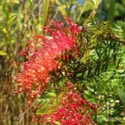 Grevillea Little Robyn -Foliage Flair Shop apo grevillea little robyn flowers