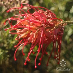 Grevillea Little Robyn -Foliage Flair Shop apo grevillea little robyn open sunshine