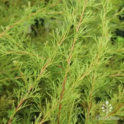 Grevillea Mini Marvel -Foliage Flair Shop apo grevillea mini marvel foliage 1
