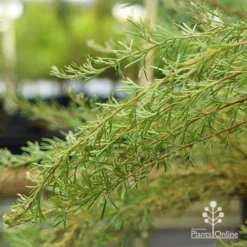 Grevillea Mini Marvel -Foliage Flair Shop apo grevillea mini marvel weeping