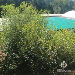 Grevillea Orange Marmalade 37 Grevillea Orange Marmalade -Foliage Flair Shop apo grevillea orange marmalade nursery bush