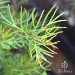 Grevillea Silk Carpet -Foliage Flair Shop apo grevillea pinaster new foliage