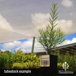 Grevillea Pink Pearl -Foliage Flair Shop apo grevillea pink pearl tubestock