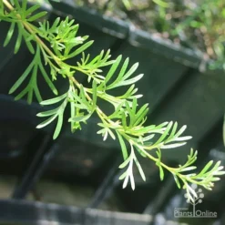 Grevillea Red Wings -Foliage Flair Shop apo grevillea red wings stem