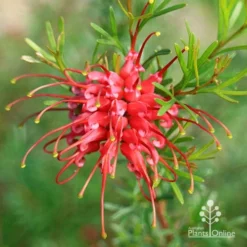 Grevillea Red Wings -Foliage Flair Shop apo grevillea red wings winter