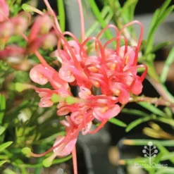 Grevillea Silk Carpet -Foliage Flair Shop apo grevillea silk carpet flower open