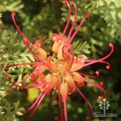 Grevillea Soopa Doopa -Foliage Flair Shop apo grevillea soopa doopa flower