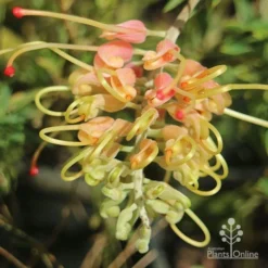 Grevillea Strawberry Sundae 13 Grevillea Strawberry Sundae -Foliage Flair Shop apo grevillea strawberry sundae opening