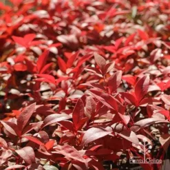 Nandina Gulf Stream -Foliage Flair Shop apo gulf stream winter colour