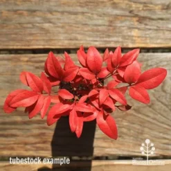 Nandina Gulf Stream -Foliage Flair Shop apo gulf stream winter colour tubestock