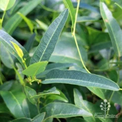 Hardenbergia Snow White - White Coral Pea -Foliage Flair Shop apo hardenbergia snow white foliage