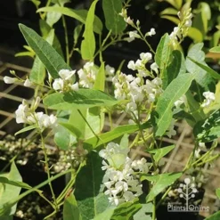 Hardenbergia Snow White - White Coral Pea -Foliage Flair Shop apo hardenbergia white flowering tubestock