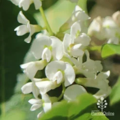 Hardenbergia Snow White - White Coral Pea -Foliage Flair Shop apo hardenbergia white flowers