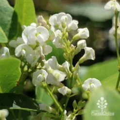 Hardenbergia Snow White - White Coral Pea -Foliage Flair Shop apo hardenbergia white flowers2