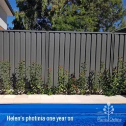 Photinia Thin Red 18 Photinia Thin Red -Foliage Flair Shop apo helen wheadon photinia