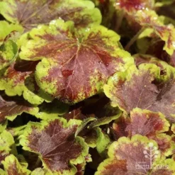 Heucherella Solar Eclipse - Foamy Bells 17 Heucherella Solar Eclipse - Foamy Bells -Foliage Flair Shop apo heuchera solar eclipse