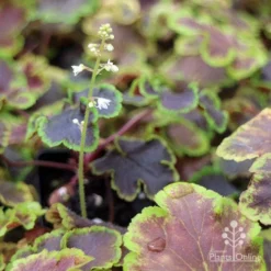 Heucherella Solar Eclipse - Foamy Bells 20 Heucherella Solar Eclipse - Foamy Bells -Foliage Flair Shop apo heuchera solar eclipse dark