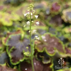 Heucherella Solar Eclipse - Foamy Bells 14 Heucherella Solar Eclipse - Foamy Bells -Foliage Flair Shop apo heuchera solar eclipse flowers 1