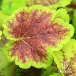 Heucherella Solar Eclipse - Foamy Bells 19 Heucherella Solar Eclipse - Foamy Bells -Foliage Flair Shop apo heuchera solar eclipse leaf