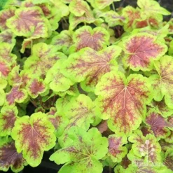 Heucherella Solar Eclipse - Foamy Bells 23 Heucherella Solar Eclipse - Foamy Bells -Foliage Flair Shop apo heuchera solar eclipse plants