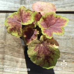 Heucherella Solar Eclipse - Foamy Bells 15 Heucherella Solar Eclipse - Foamy Bells -Foliage Flair Shop apo heuchera solar eclipse tubestock top winter