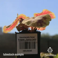 Heucherella Solar Eclipse - Foamy Bells 18 Heucherella Solar Eclipse - Foamy Bells -Foliage Flair Shop apo heuchera solar eclipse tubestock winter