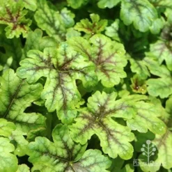 Heucherella Tapestry - Foamy Bells -Foliage Flair Shop apo heuchera tapestry