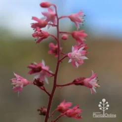 Heucherella Tapestry - Foamy Bells -Foliage Flair Shop apo heucherella tapestry flowers 2
