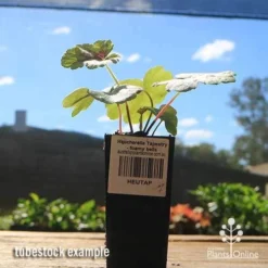 Heucherella Tapestry - Foamy Bells -Foliage Flair Shop apo heucherella tapestry tubestock