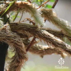 Humata - Rabbit's Foot Fern 21 Humata - Rabbit's Foot Fern -Foliage Flair Shop apo humata fern aerial roots close