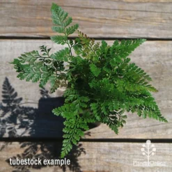 Humata - Rabbit's Foot Fern 22 Humata - Rabbit's Foot Fern -Foliage Flair Shop apo humata fern tubestock