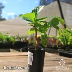 Hydrangea Ayesha -Foliage Flair Shop apo hydrangea ayesha tubestock