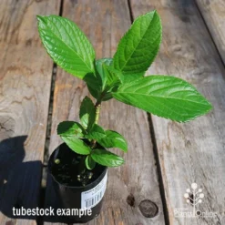 Hydrangea Jogasaki - Fireworks Hydrangea -Foliage Flair Shop apo hydrangea fireworks tubestock