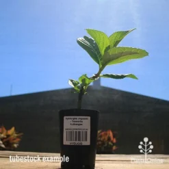 Hydrangea Jogasaki - Fireworks Hydrangea -Foliage Flair Shop apo hydrangea fireworks tubestock2